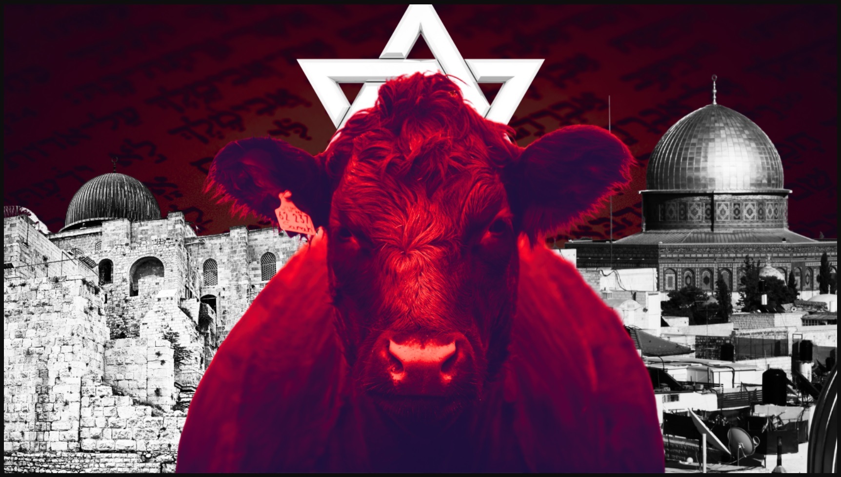 red cow israel