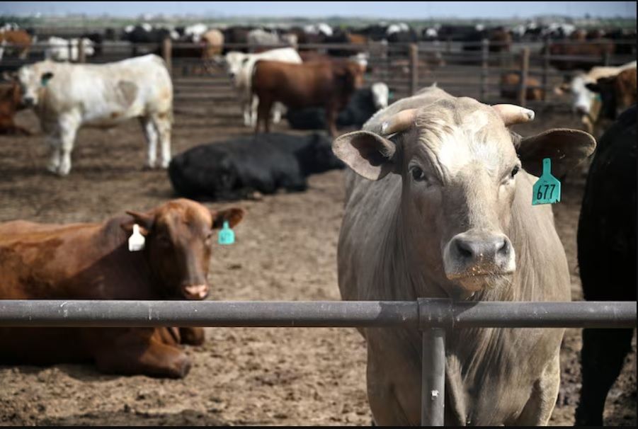Mexican Beef Cattle in Texas